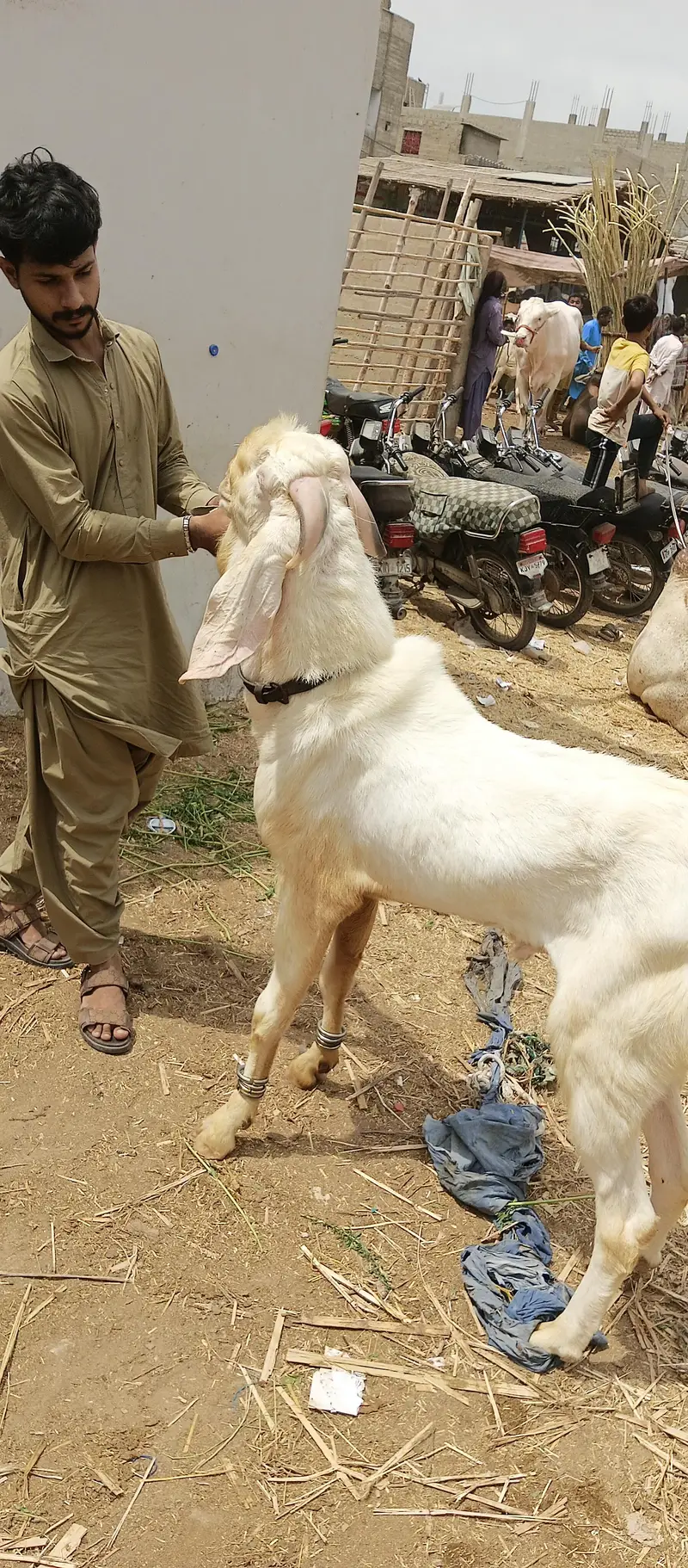 Bakra 4 danth for sale — photo 3