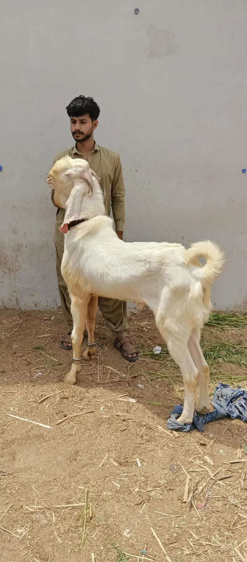 Bakra 4 danth for sale — photo 4
