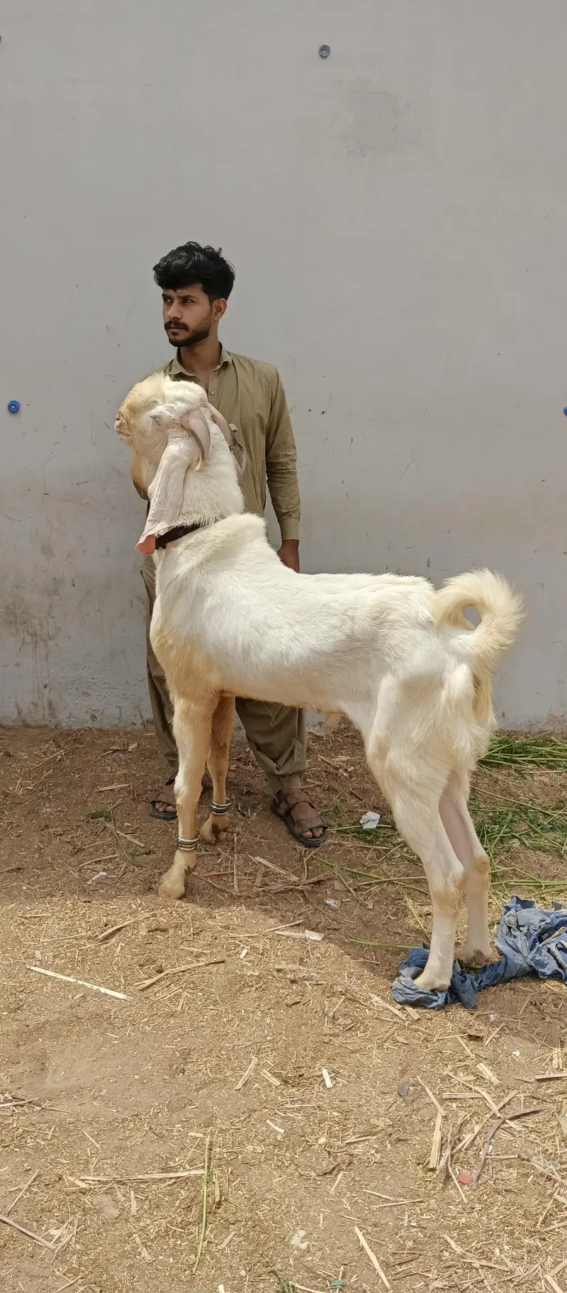 Bakra 4 danth for sale — photo 5