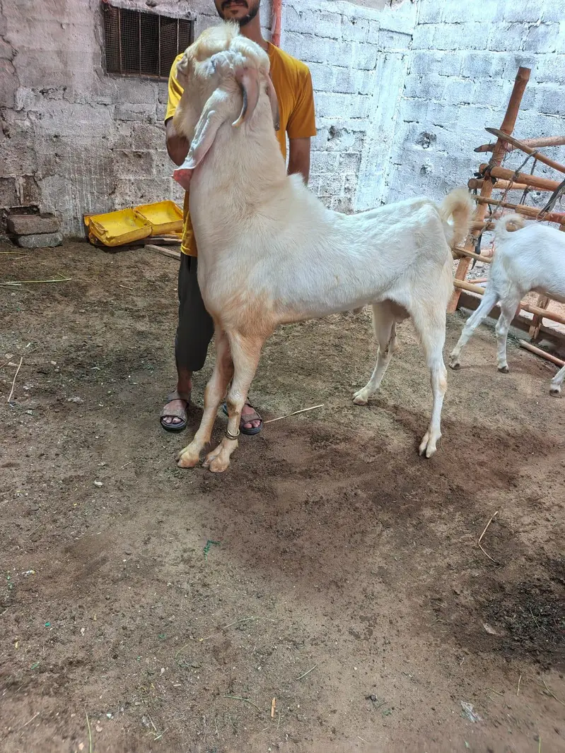 Bakra 4 danth for sale — photo 6