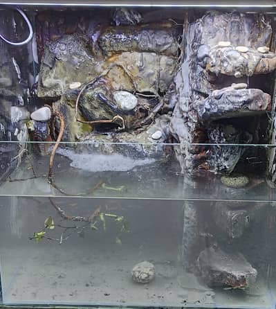 aquarium paludarium