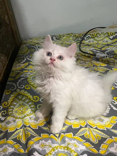persian cat kitan