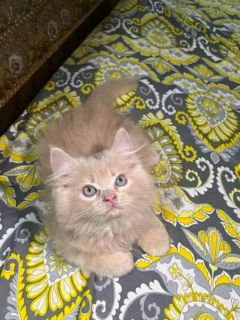 persian cat kitan — photo 2