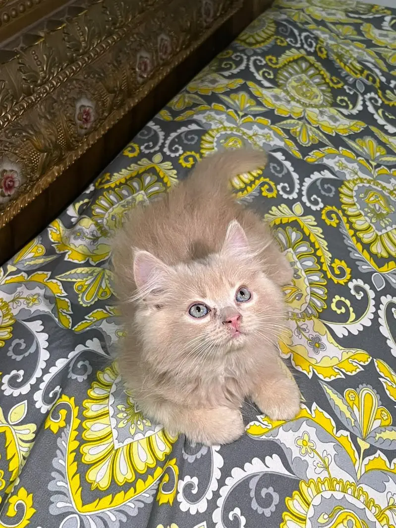 persian cat kitan — photo 3