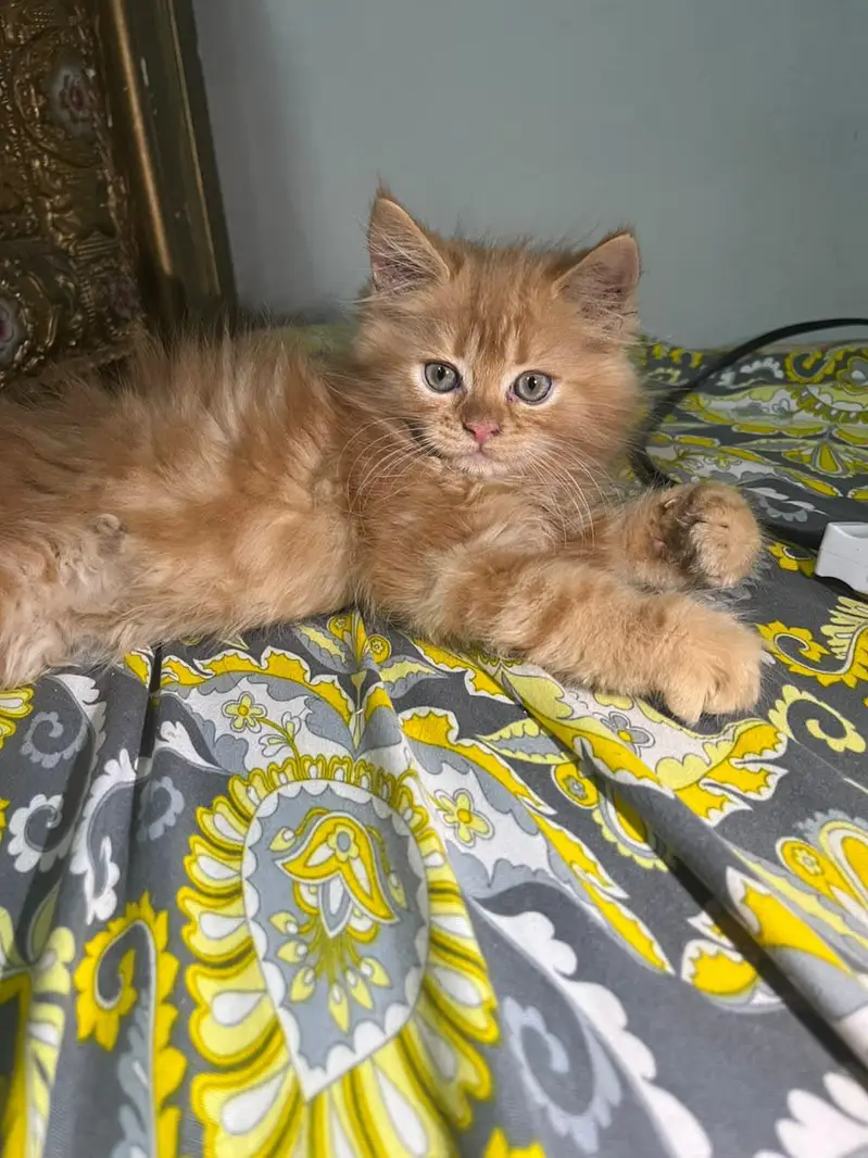 persian cat kitan — photo 4