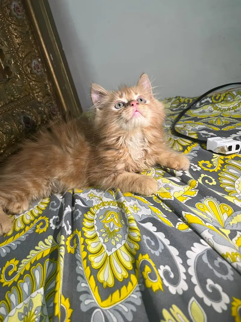 persian cat kitan — photo 5
