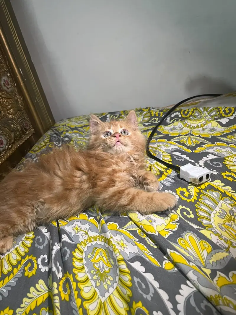 persian cat kitan — photo 6
