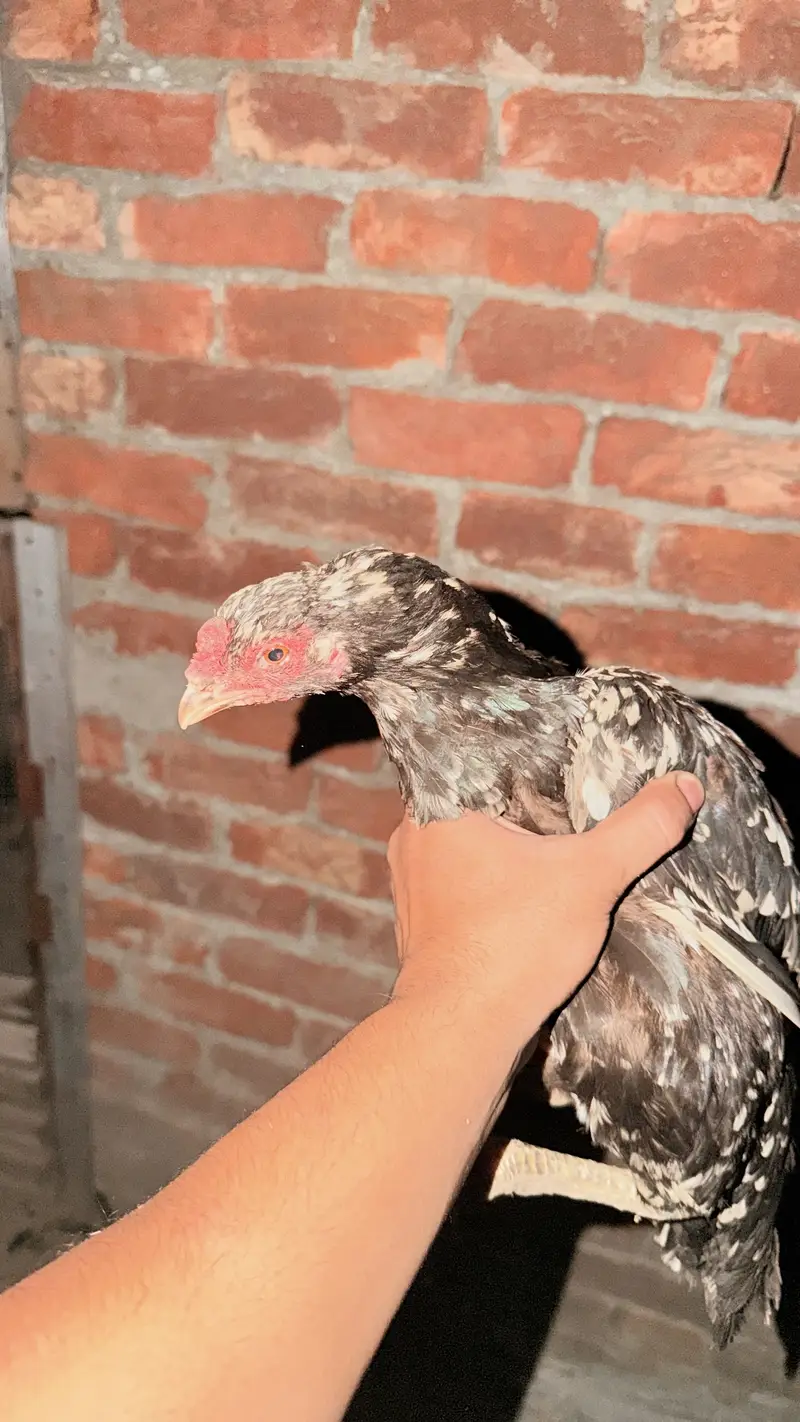Aseel Thai x sindi chicks — photo 3