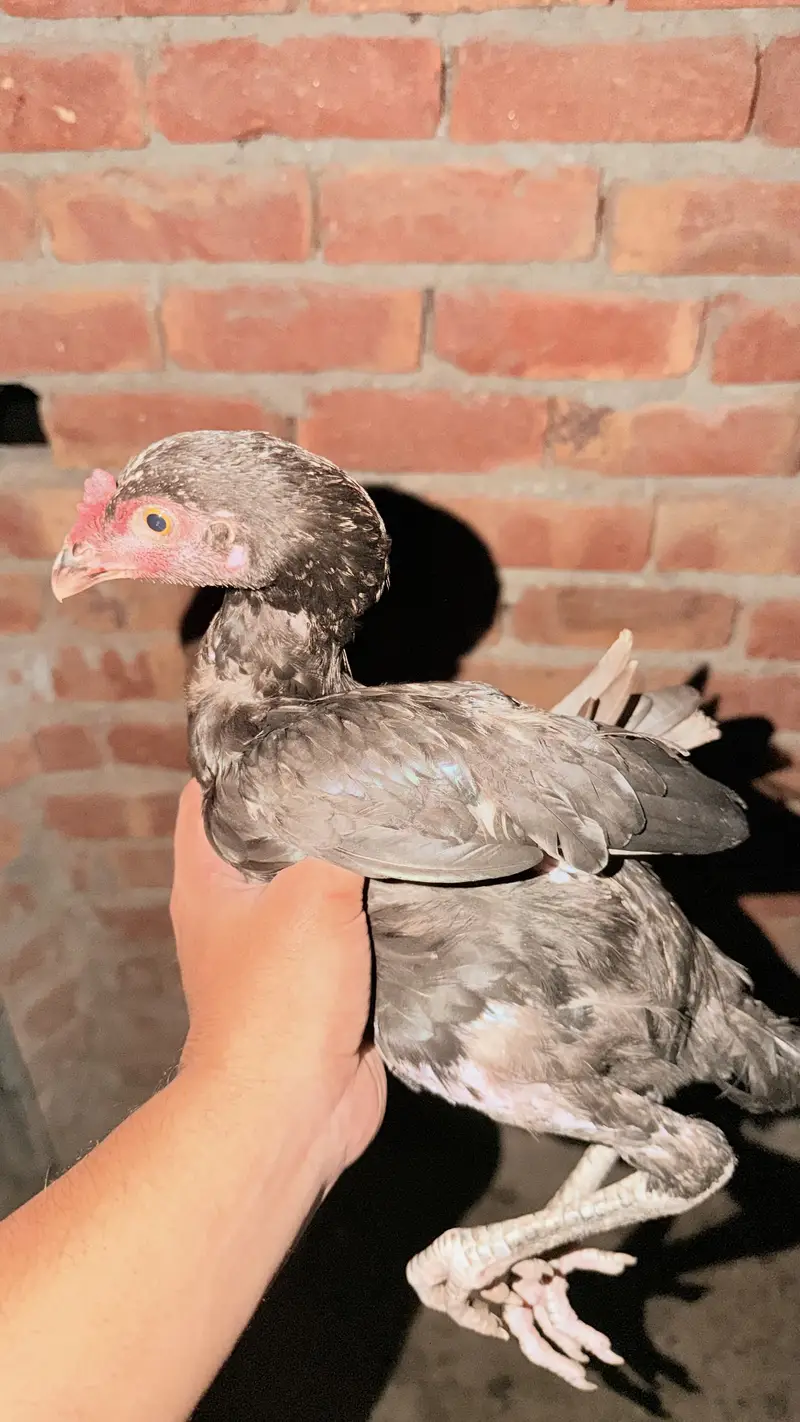 Aseel Thai x sindi chicks — photo 4