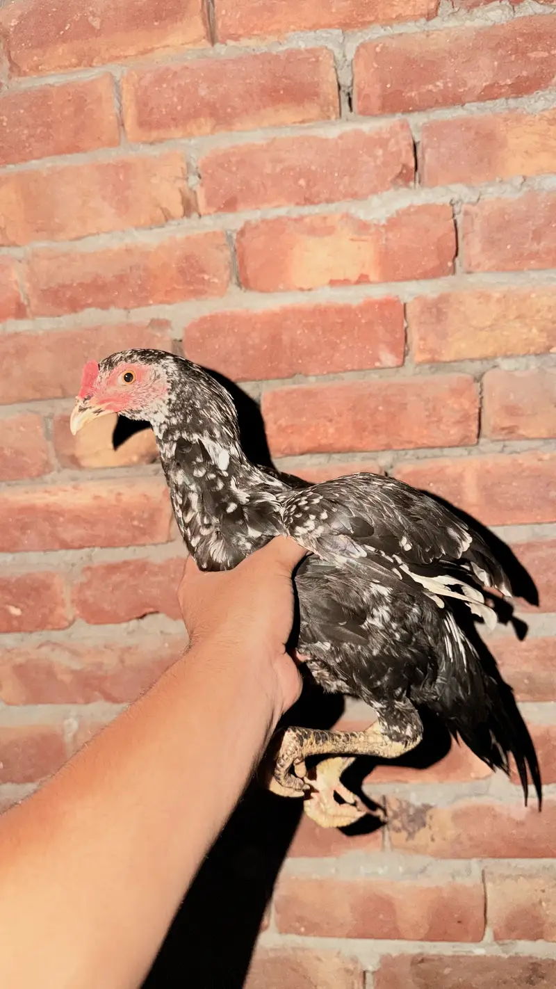 Aseel Thai x sindi chicks — photo 5