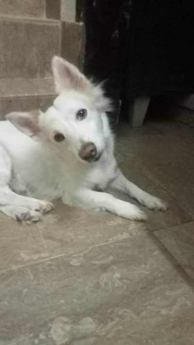 Russian dog is available. . Full active male.
