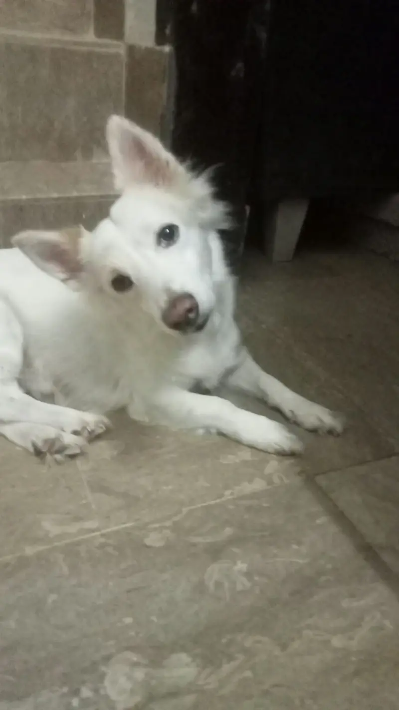 Russian dog is available. . Full active male.