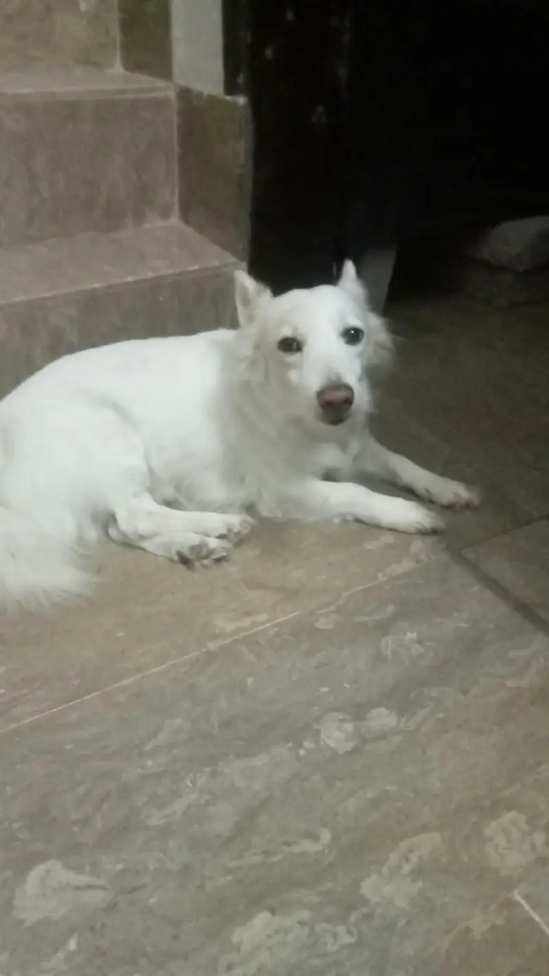 Russian dog is available. . Full active male. — photo 2