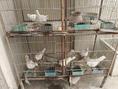 3 pairs of dove available