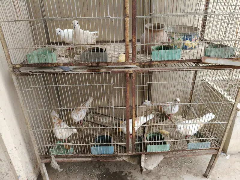 3 pairs of dove available