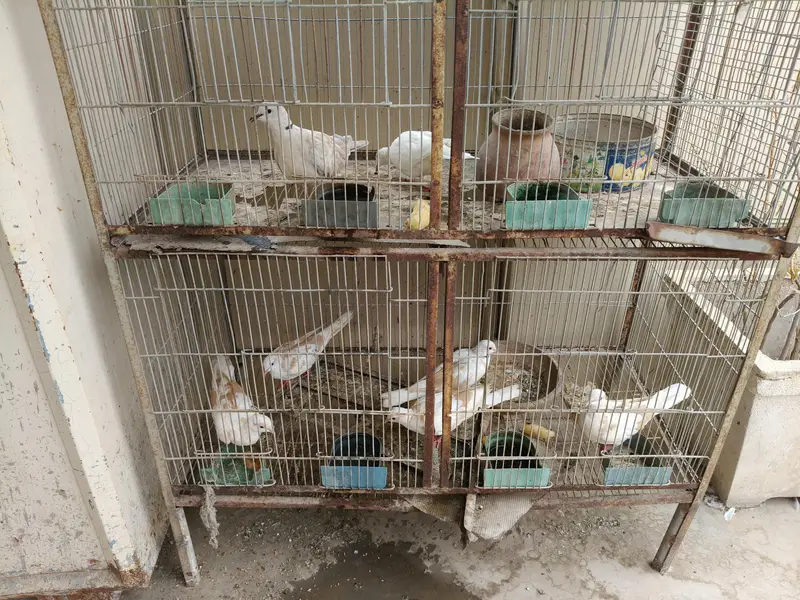 3 pairs of dove available — photo 2