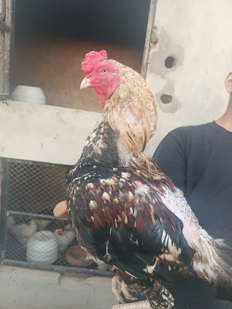Aseel male and female desi murgi