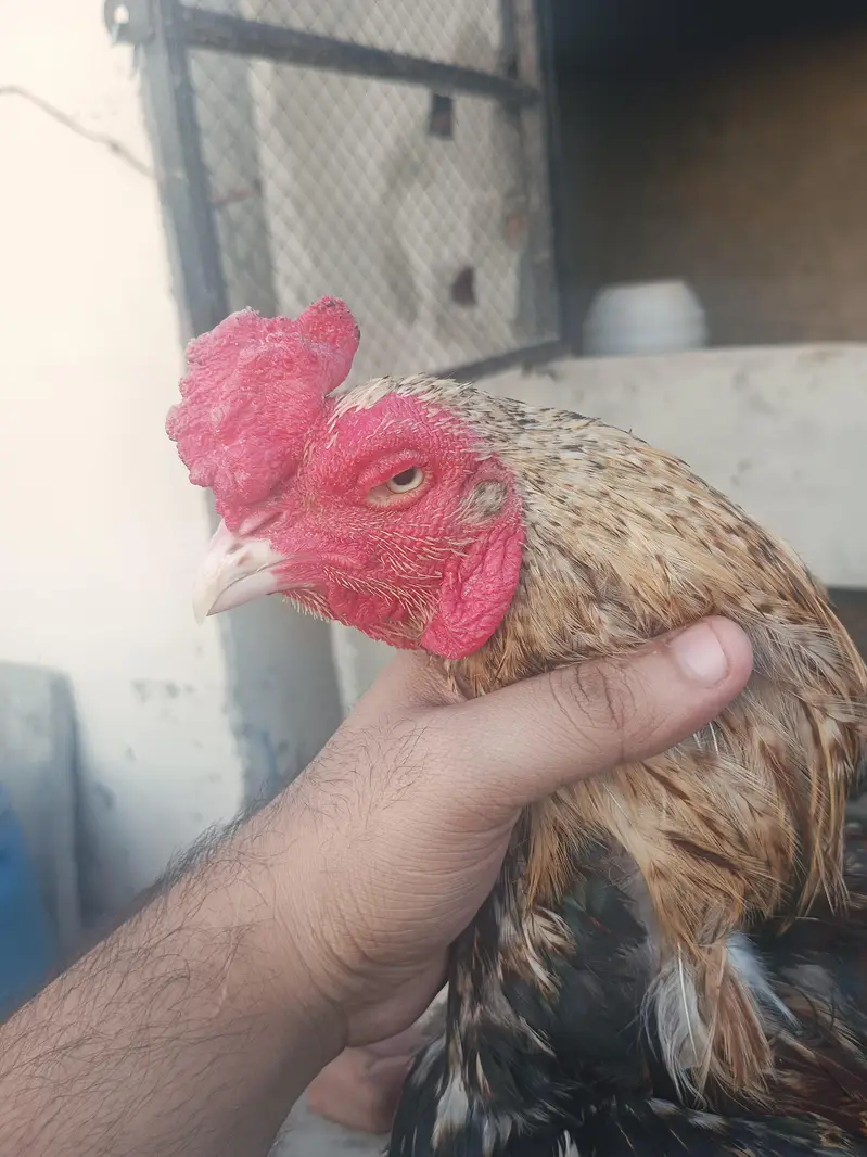 Aseel male and female desi murgi — photo 2