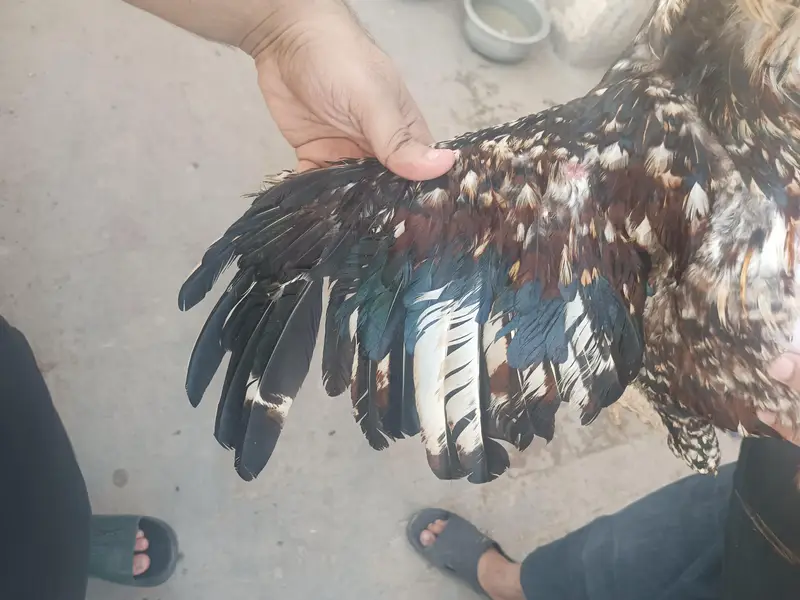 Aseel male and female desi murgi — photo 3