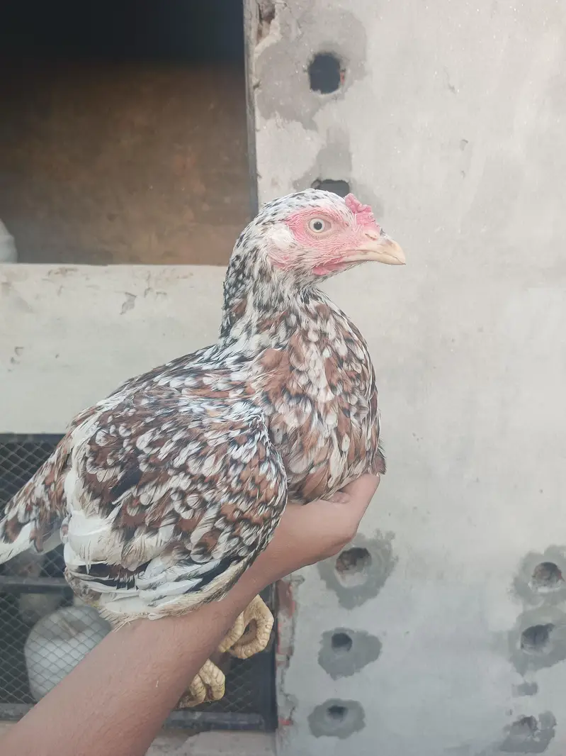 Aseel male and female desi murgi — photo 4