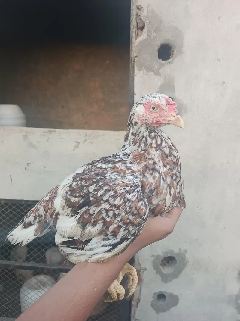 Aseel male and female desi murgi — photo 5