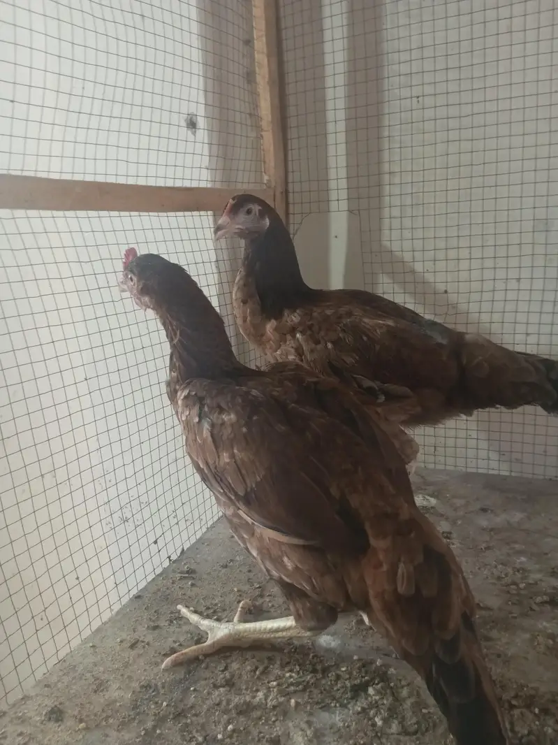 Aseel male and female desi murgi — photo 8