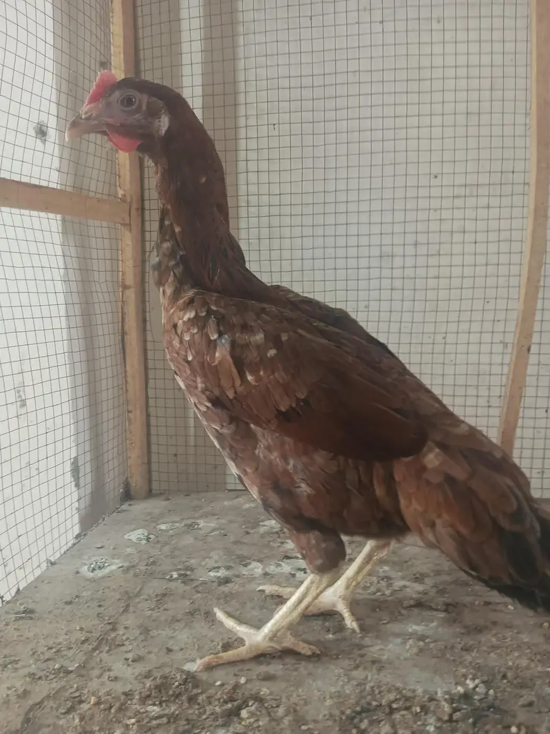 Aseel male and female desi murgi — photo 9