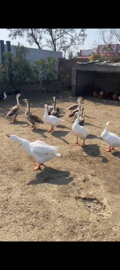 long neack duck Breader pair for sale contect 03474660104