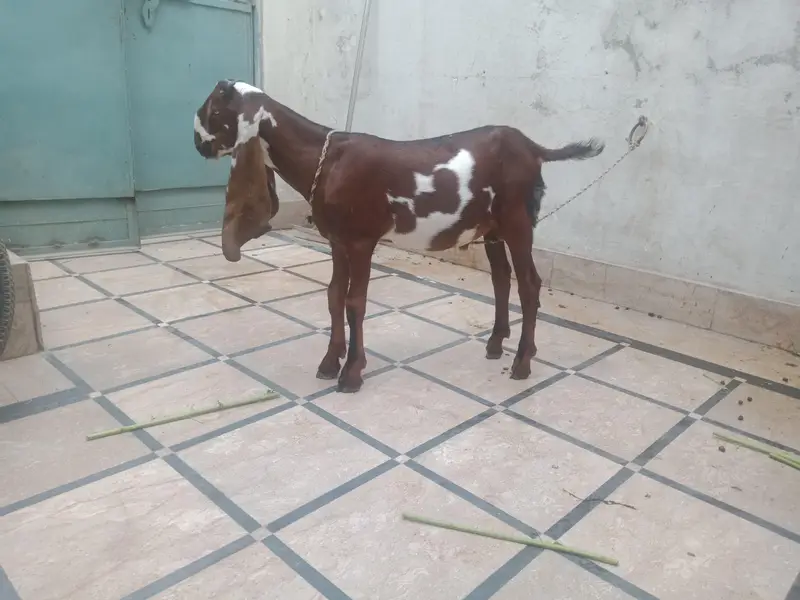 Nagra Dabba — photo 2