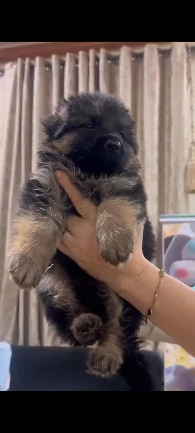 DOGS. 1