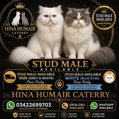 CFa bloodline imported peki white blue eyes van stud mail