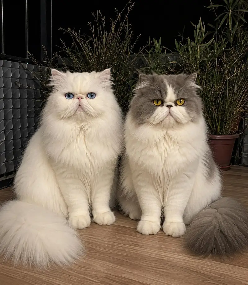 CFa bloodline imported peki white blue eyes van stud mail — photo 2