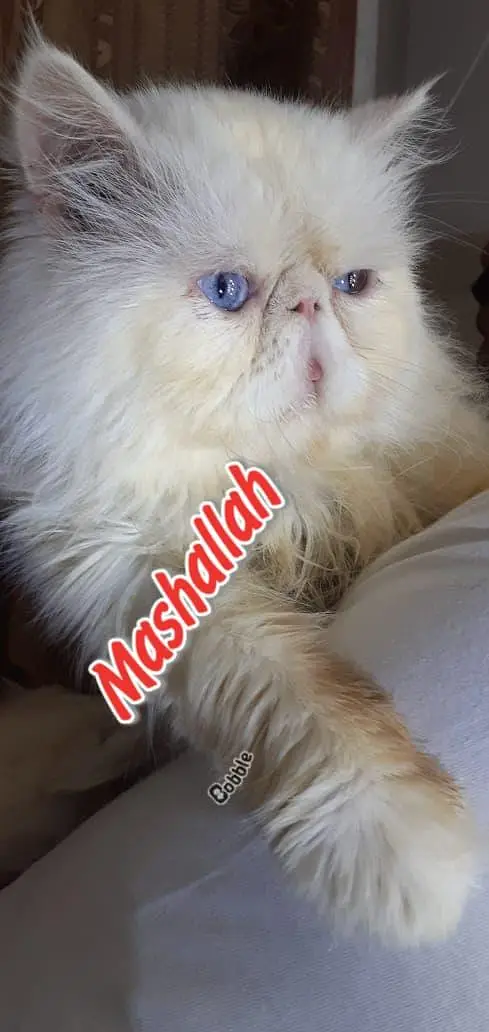 CFa bloodline imported peki white blue eyes van stud mail — photo 4