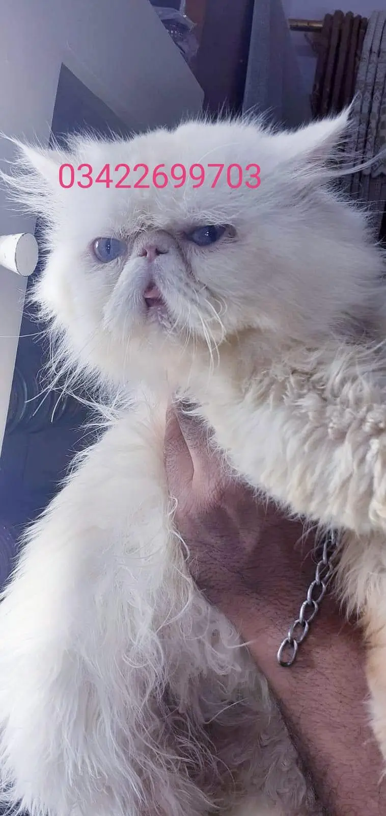 CFa bloodline imported peki white blue eyes van stud mail — photo 5