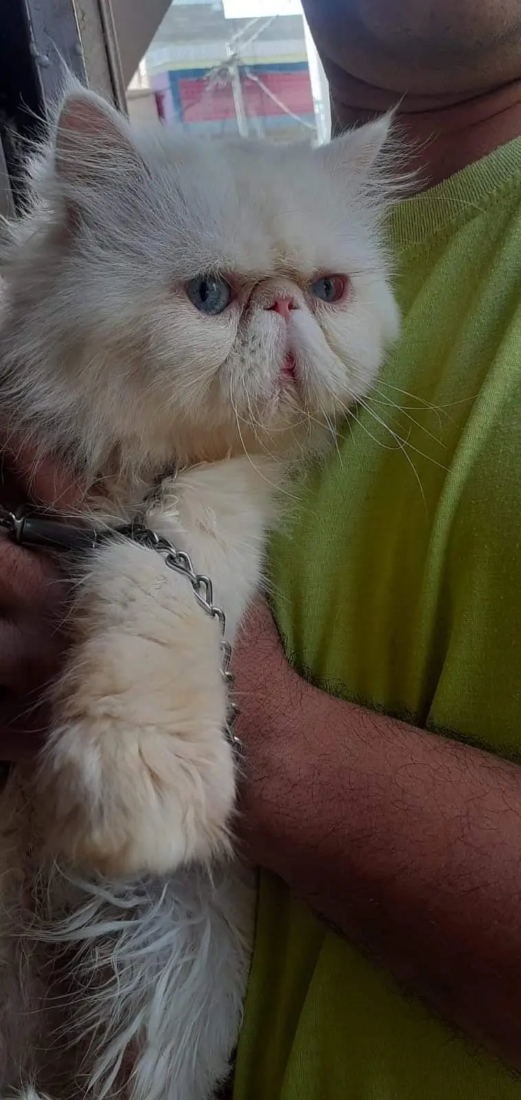 CFa bloodline imported peki white blue eyes van stud mail — photo 6