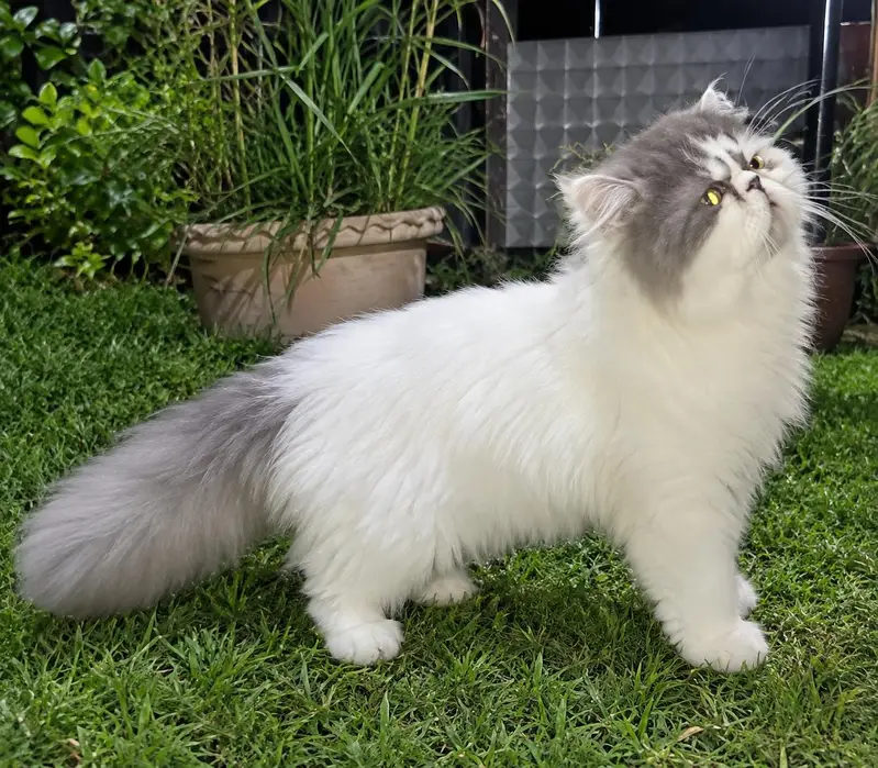 CFa bloodline imported peki white blue eyes van stud mail — photo 7