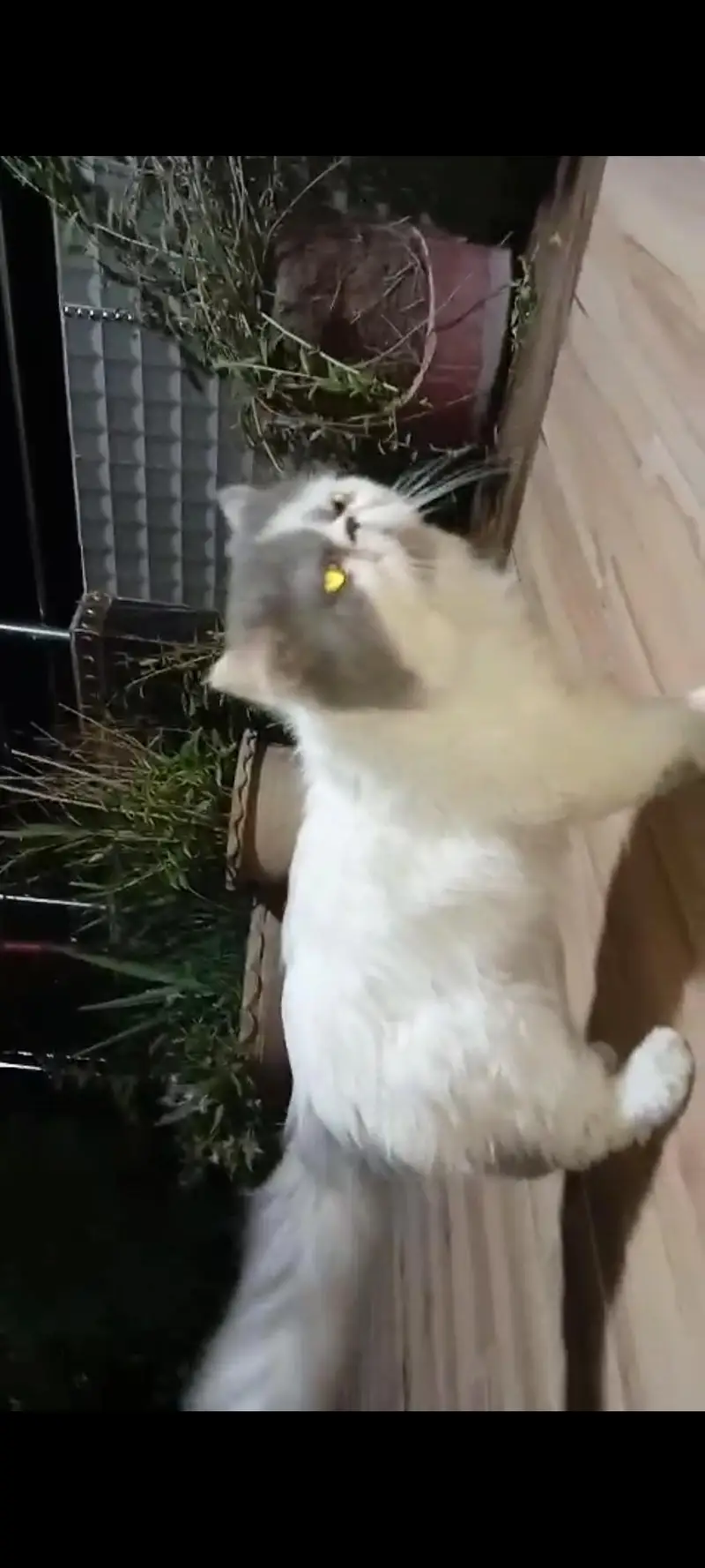 CFa bloodline imported peki white blue eyes van stud mail — photo 8
