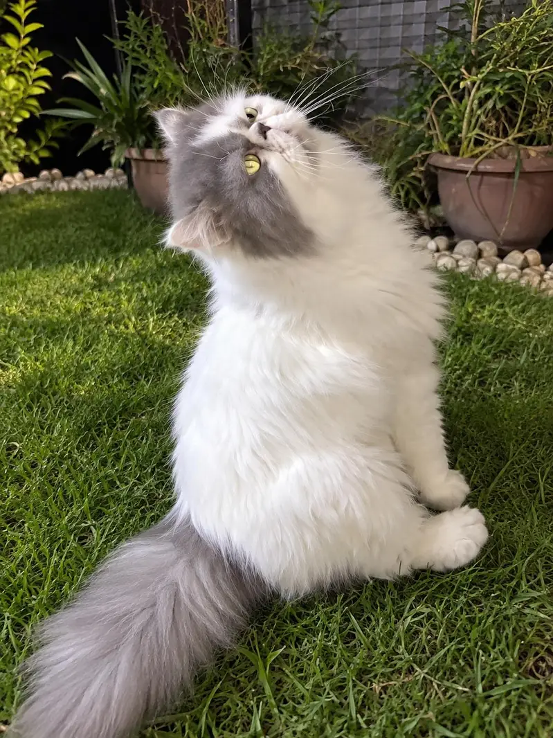 CFa bloodline imported peki white blue eyes van stud mail — photo 9