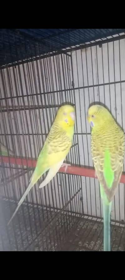 all budgie breeder pairs available with chiks eggs