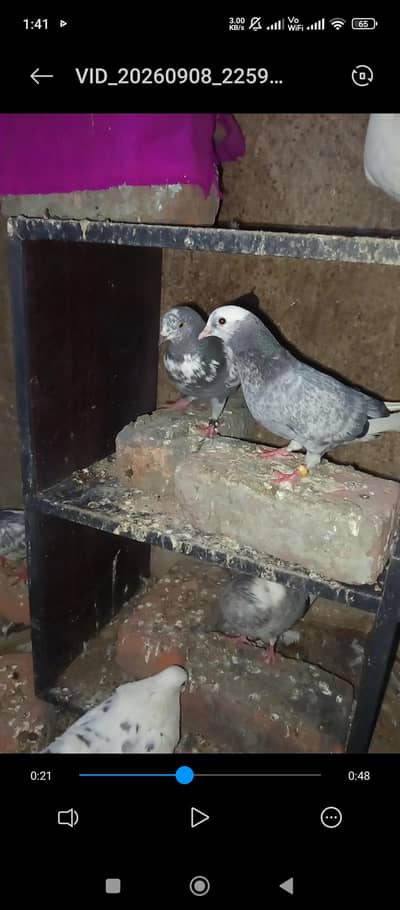 nivy KY pathi Pathay yellow eyes black whit eyes ma or sale 3136570817