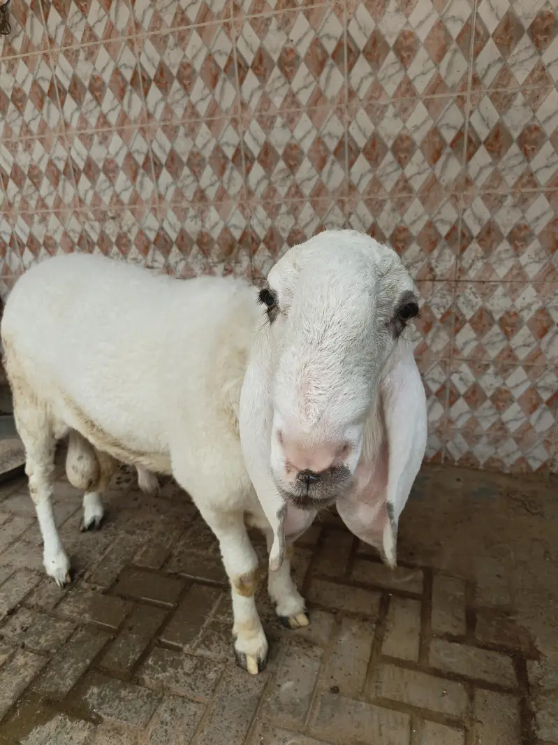 khajla — photo 2