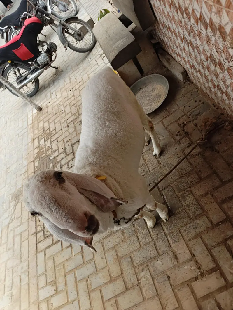 khajla — photo 4