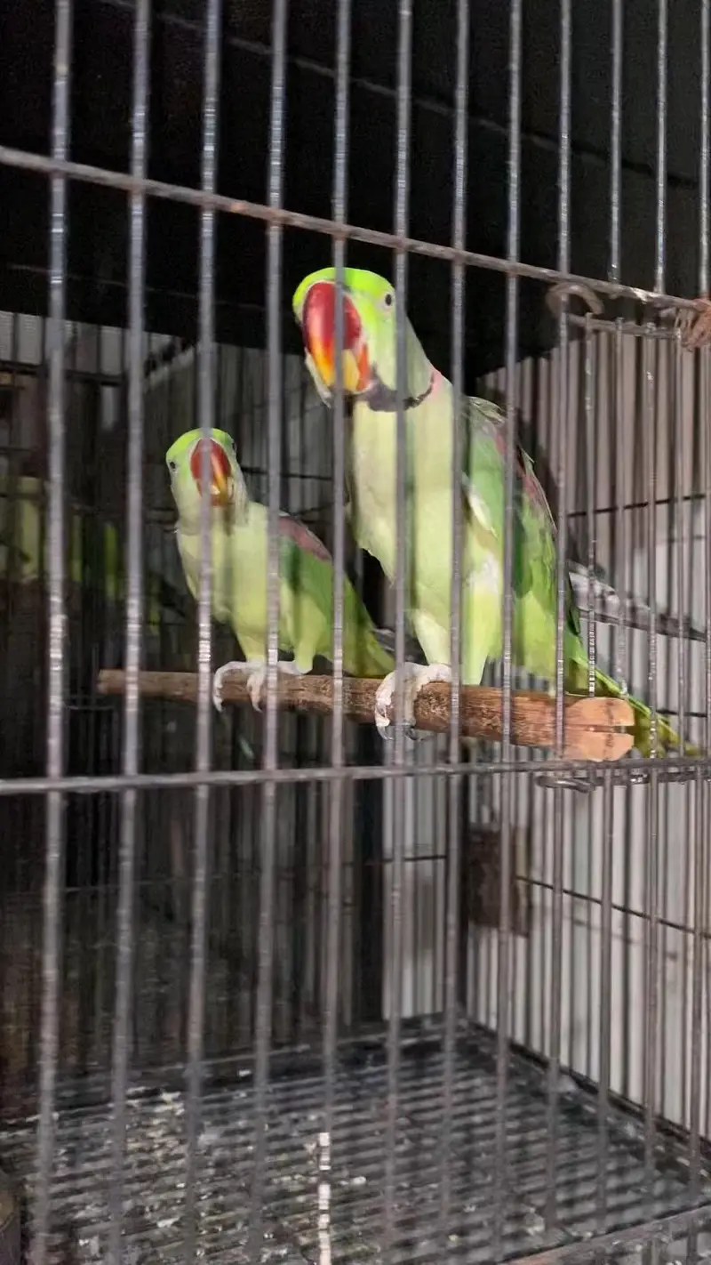 Beautiful Raw pair — photo 5