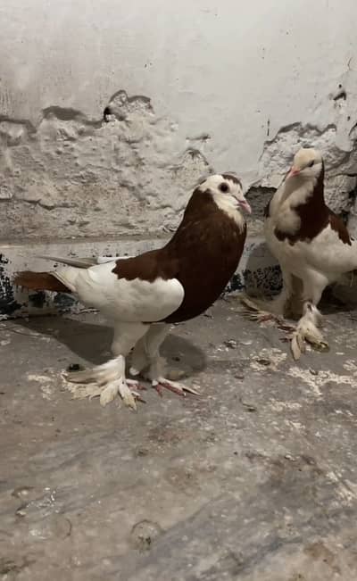 khubara pegions