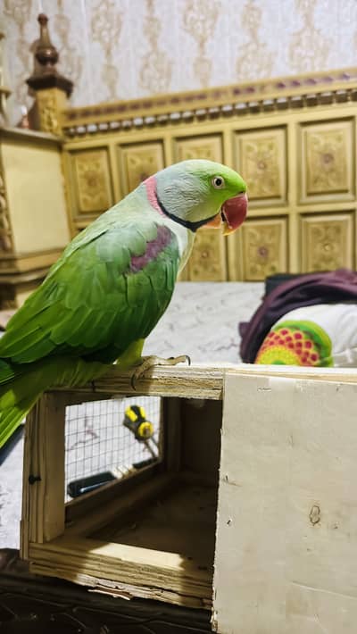 Tame male