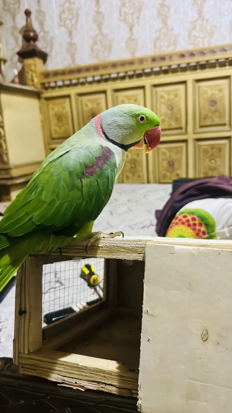 Tame male