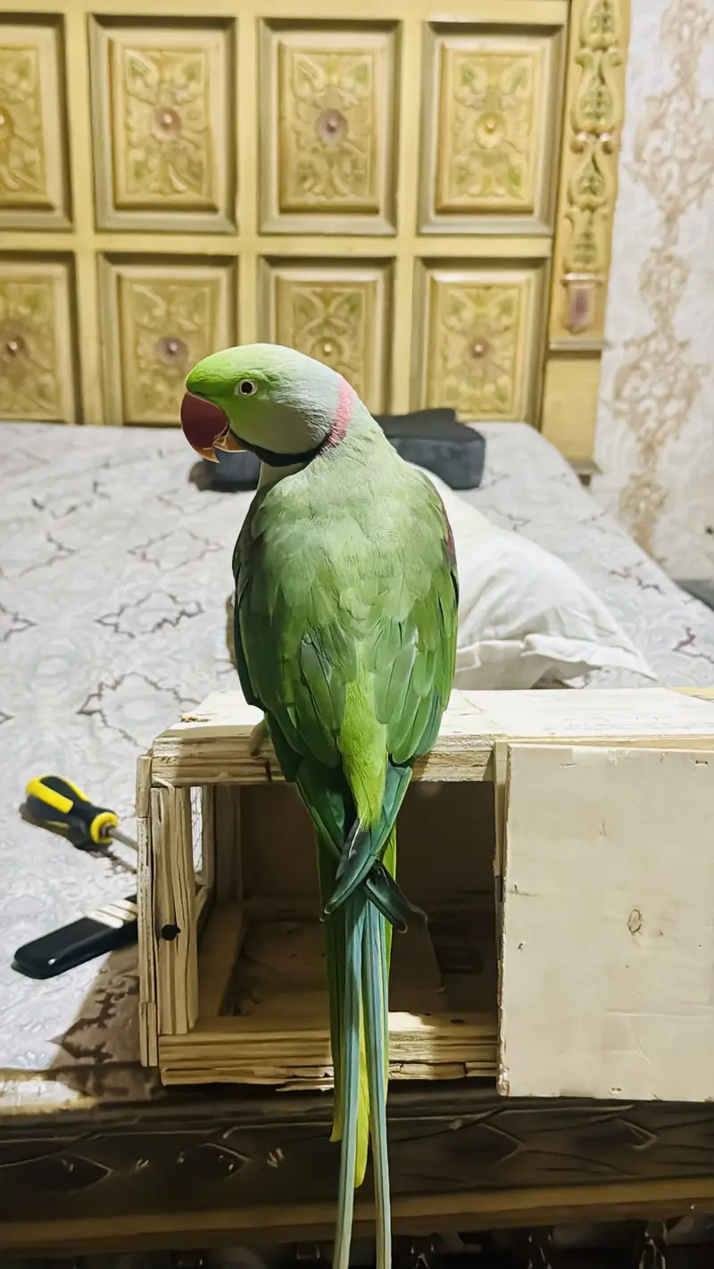 Tame male — photo 2