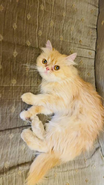 punch face female cat