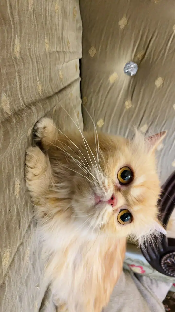 punch face female cat — photo 2