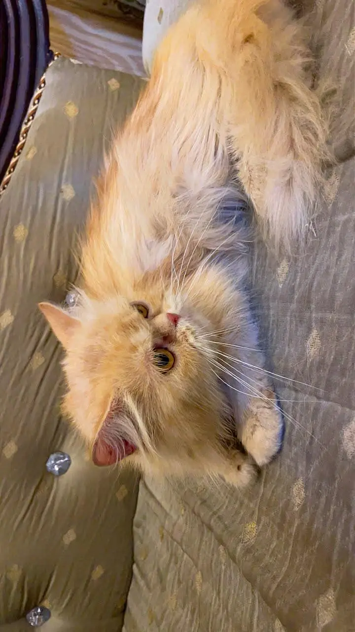 punch face female cat — photo 3